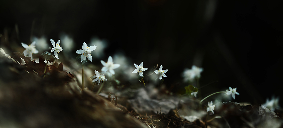 변산바람11-1(너도,무갑사).jpg