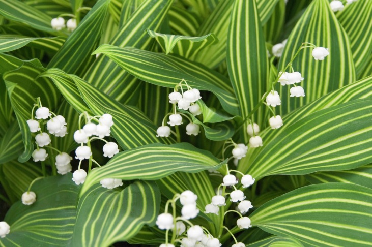 Lily-of-the-Valley Prolificans