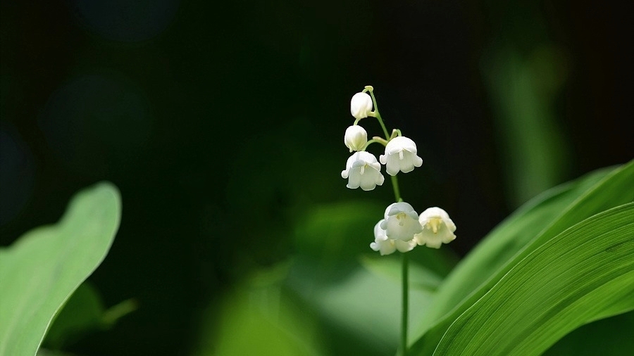 Lily-of-the-Valley Prolificans