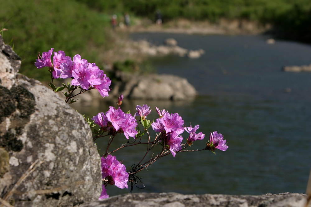 산철쭉.jpg