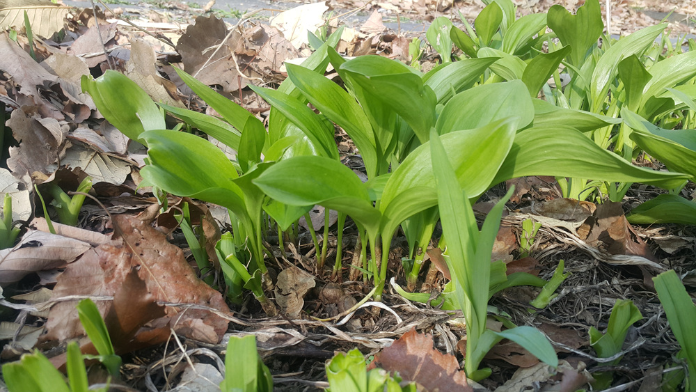 울릉산마늘.jpg